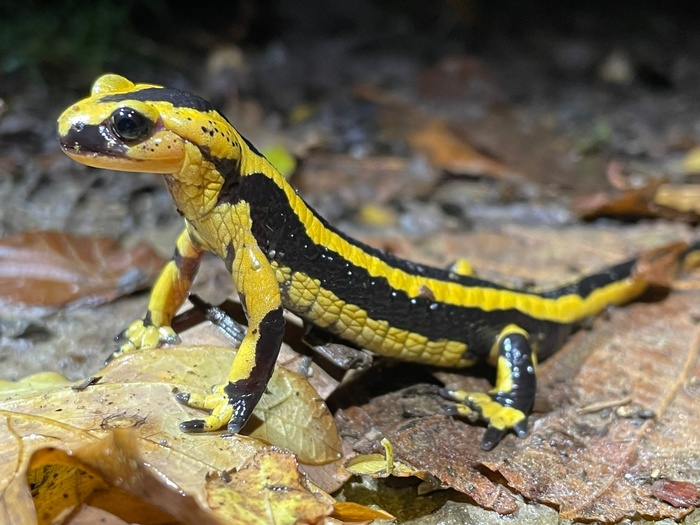 A fire salamander